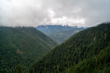 The forests of Olympic National Park near Hurricane Ridge