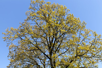 beautiful flowering maple
