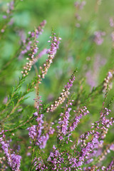 Obraz premium heather flowers macro