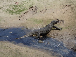 マレーシアの島の川を歩くオオトカゲ
