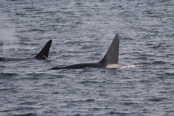 Fototapeta premium 2 Bigg's/Transient Orca/Killer Whales among the San Juan islands, WA, USA