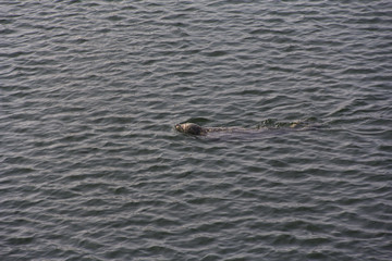 Harbor Seal swimming near boat dock in Anacortes, WA, USA