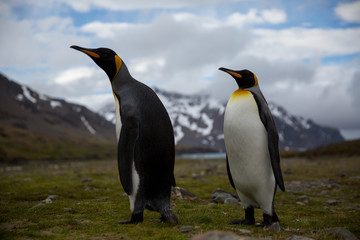 Fototapeta premium penguin in the arctic