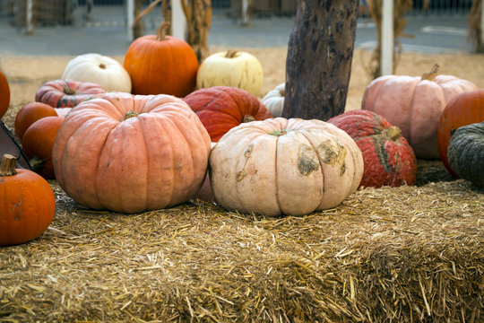 Bunch of different sizes pumpkins
