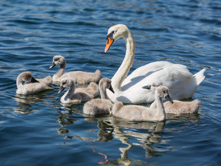 Swanlings at boot camp