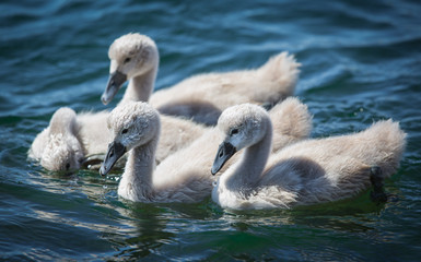 Swanlings at boot camp