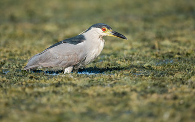 Obraz premium Black Crowned Night Heron 