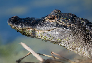 Fototapeta premium Closeup of an Alligator in water