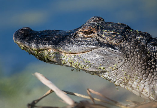 Closeup of an Alligator in water