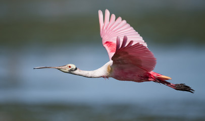 Roseata Spoonbill wading in the water