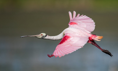 Roseata Spoonbill wading in the water