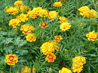 marigold