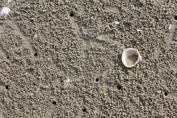 Fototapeta na wymiar Sea shells on the sand. Summer beach. Summer time.