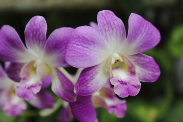 Naklejka na ściany i meble Closeup pink orchid or phalaenopsis flower.