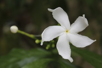 Closeup of white Sampaguita Jasmine or Arabian Jasmine.