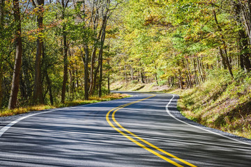 curve of a paved road in the woods