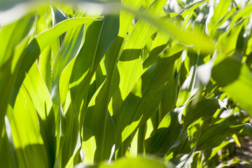 Fototapeta na wymiar green corn plants