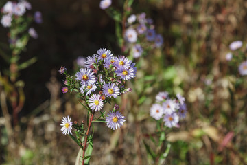 Wildflowers on blurred background