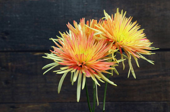 Close up of two orange and yellow spider chrysanthemums