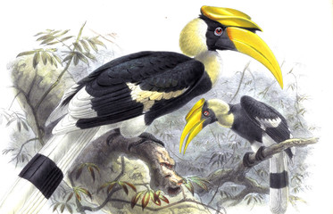 Illustration of birds. © ruskpp