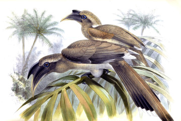 Illustration of birds.
