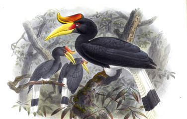 Illustration of birds.