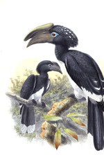 Illustration of birds.