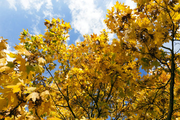 yellowed maple trees in autumn