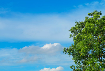 Branches of Tree with Leaves Against on The Sky
