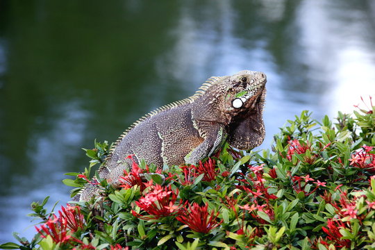 Iguana