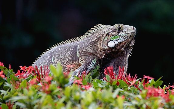 Iguana