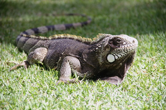 Iguana