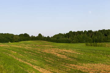 summer landscape