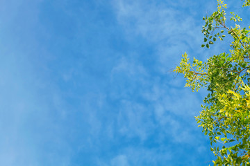 Branches of Tree with Leaves Against on The Sky