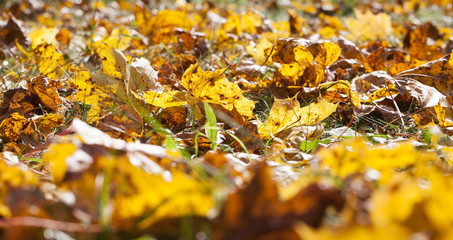 The fallen maple leaves