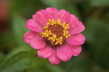 flower home garden California