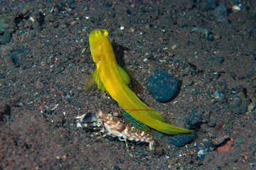 Black Shrimp-Goby Cryptocentrus fasciatus Yellow Variation