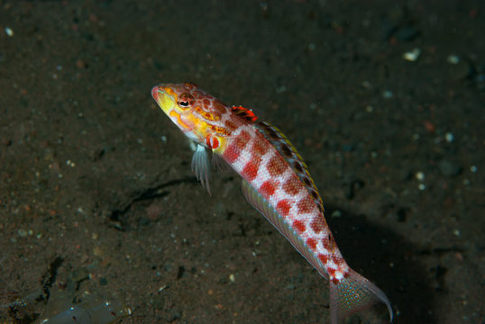 Lyre-Tail Grubfish Parapercis schauinslandii