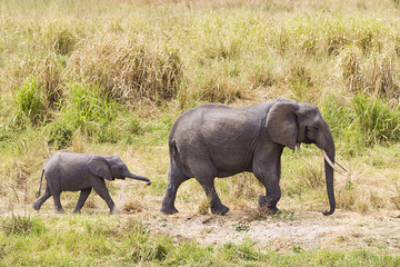 Fototapeta premium Adult and baby elephant walking in Africa