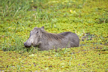 Wild Warthog standing in green swamp