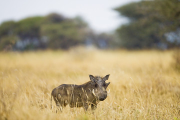 Wild warthog in East Africa