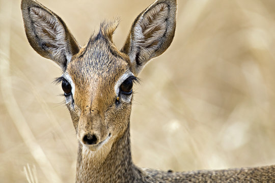 Wild dik-dik in East Africa