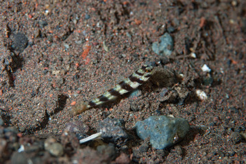 Juvenile Shrimp-Goby