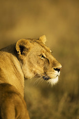 Wild Lioness in East Africa