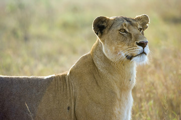 Wild Lioness in East Africa