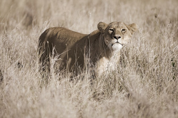 Wild Lioness in East Africa