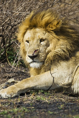 Adult male lion in Africa with large, bloody cut on his face
