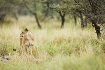 Wild Lioness in East Africa