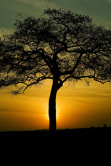 Fototapeta na wymiar Silhouette of tree in front of colorful African sunset sky