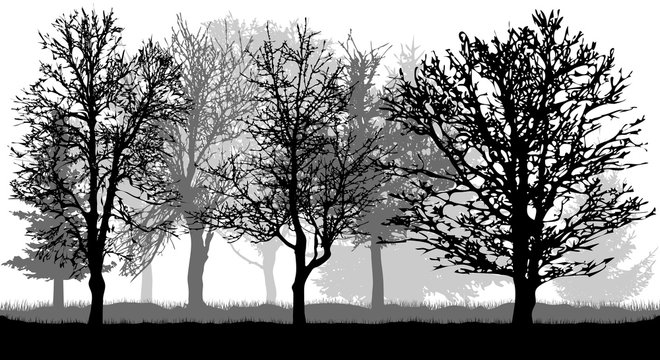 Silhouette of bare trees. Autumn park (forest), vector